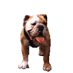 chien
