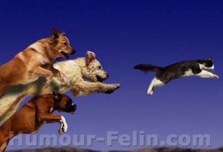 chien ou chat?