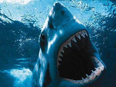 le grand requin blanc