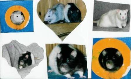 Raton et Ratus