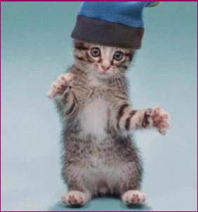 chaton