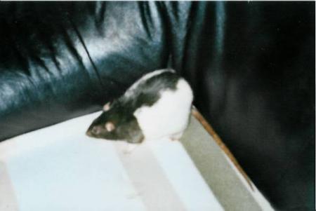 Gus