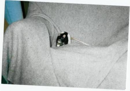 Ratus