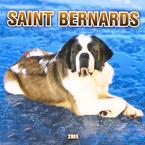 saint-bernard