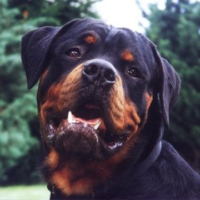 rottweiller